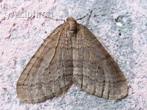 Operophtera brumata