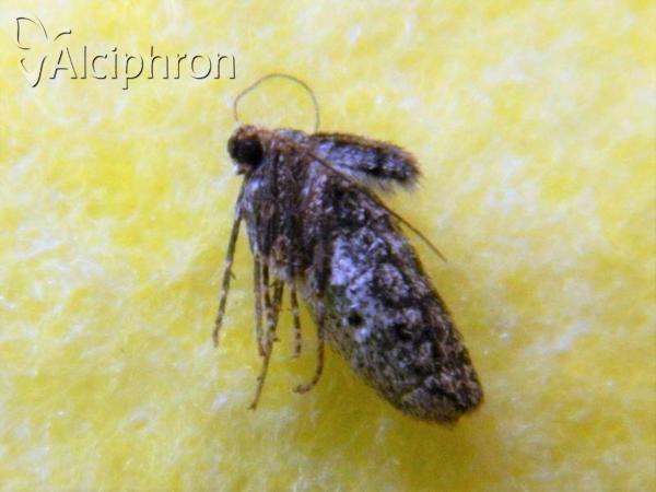 Operophtera brumata