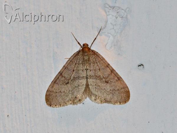 Operophtera brumata