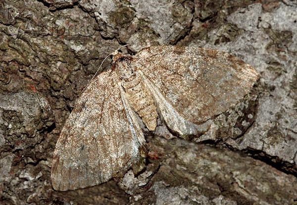 Epirrita dilutata