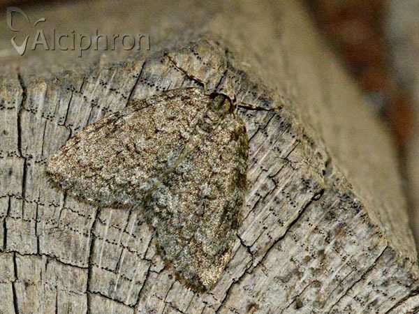 Epirrita dilutata