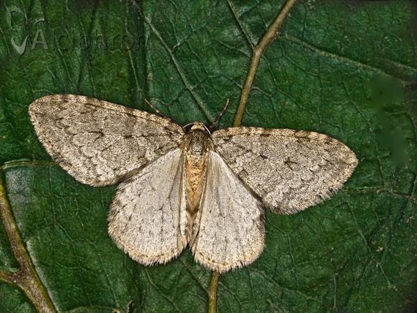 Epirrita dilutata