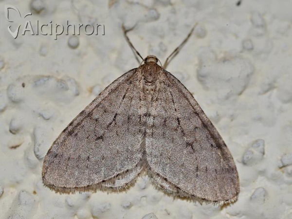 Epirrita dilutata