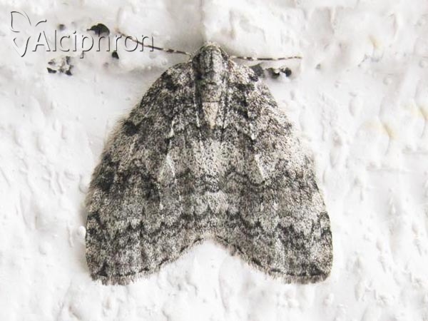 Epirrita dilutata