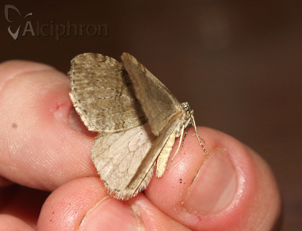 Epirrita dilutata