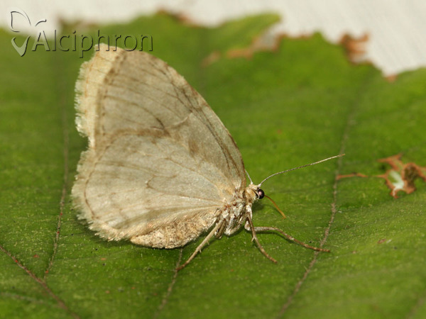Epirrita dilutata