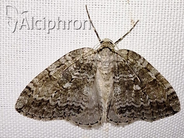 Epirrita dilutata