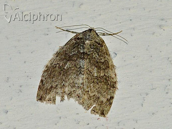 Epirrita dilutata