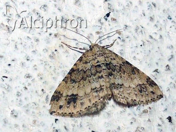 Mesotype didymata