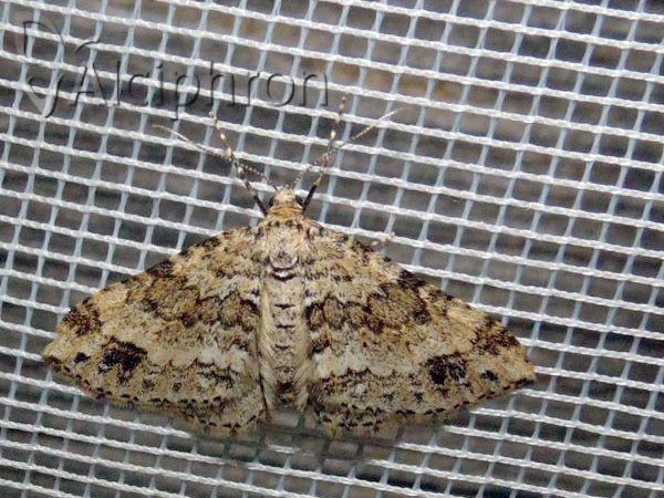 Mesotype didymata