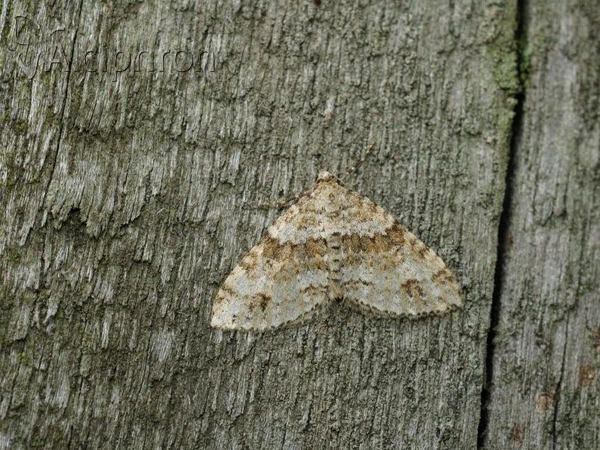 Mesotype didymata
