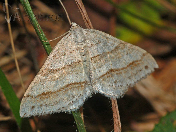 Mesotype parallelolineata