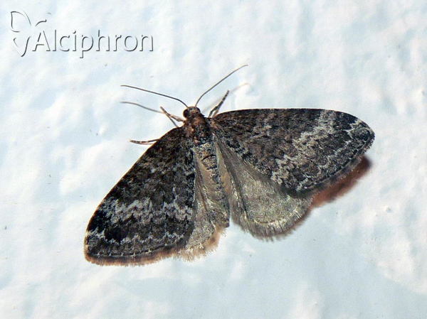 Perizoma alchemillata