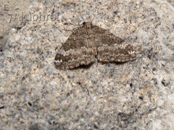 Perizoma hydrata