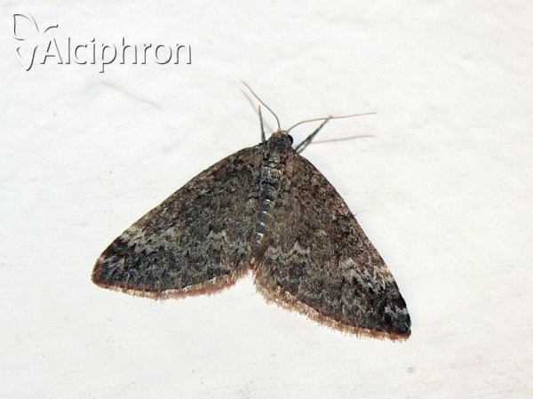 Perizoma hydrata