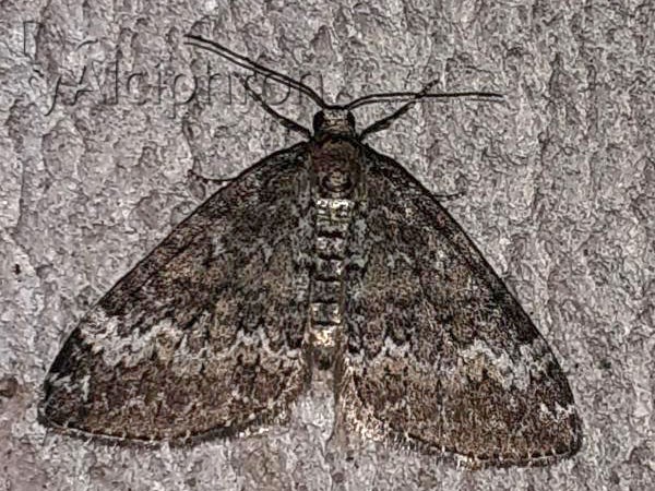 Perizoma hydrata