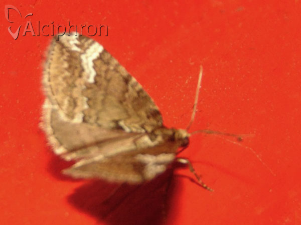 Perizoma lugdunaria