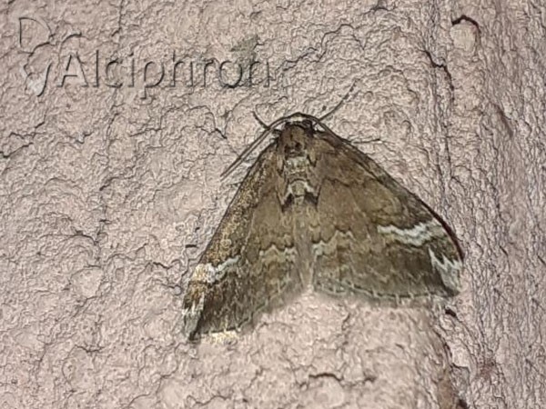 Perizoma lugdunaria
