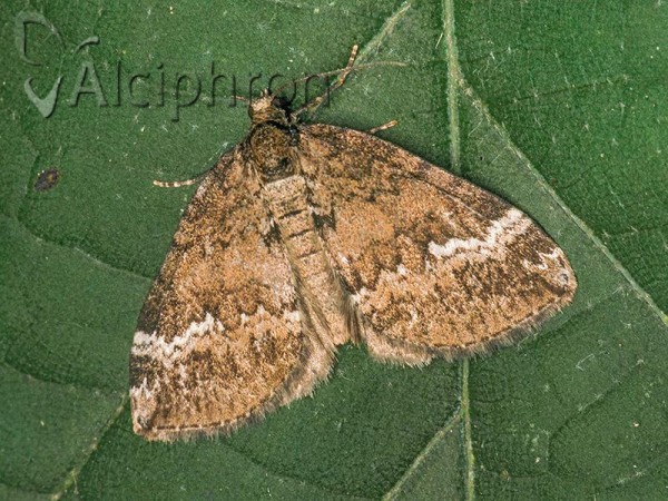 Perizoma lugdunaria