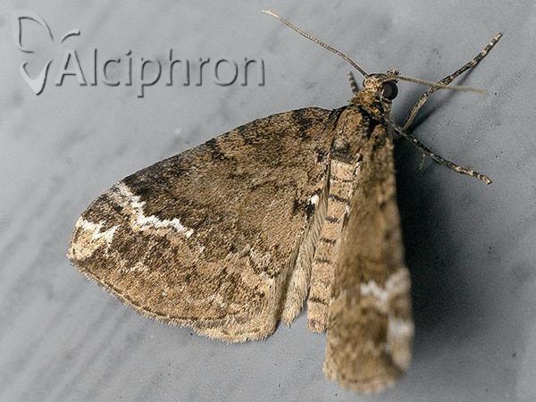 Perizoma lugdunaria