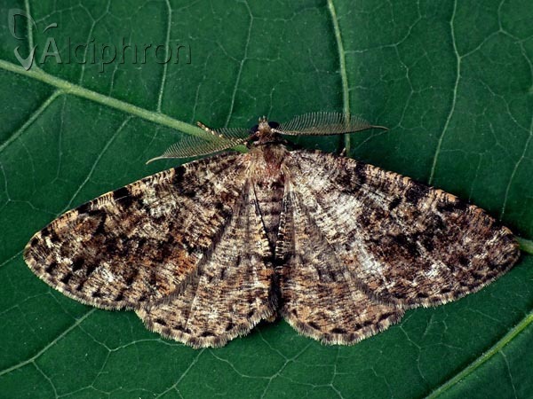 Deileptenia ribeata