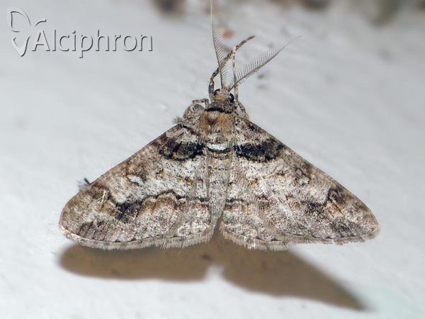 Cleora cinctaria