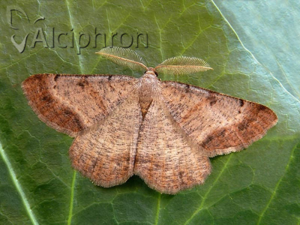Selidosema plumaria