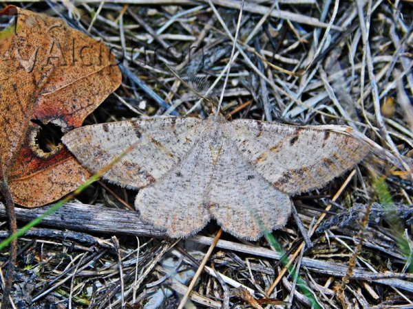 Selidosema plumaria
