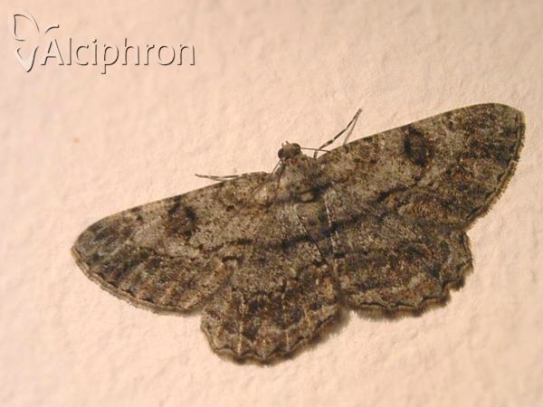 Peribatodes rhomboidaria