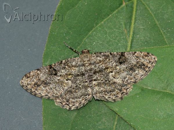 Peribatodes rhomboidaria