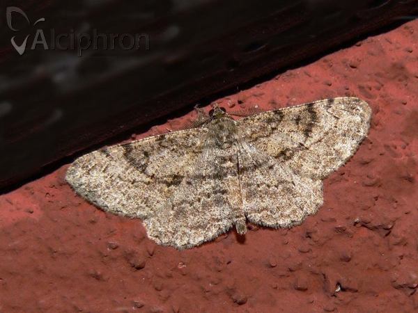 Peribatodes rhomboidaria