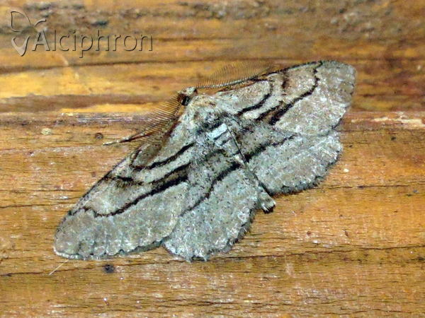 Peribatodes correptaria