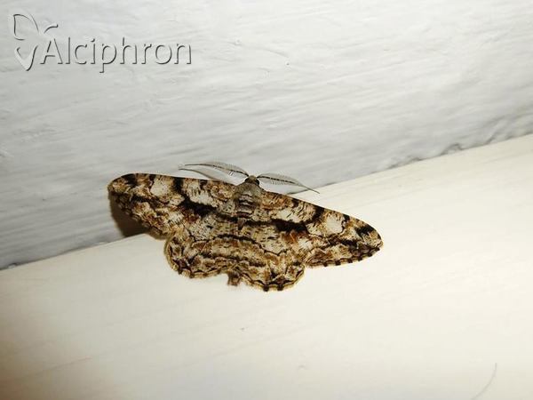 Peribatodes umbraria