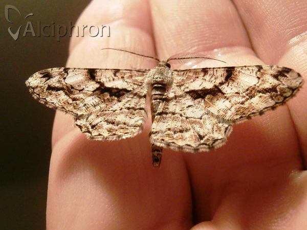Peribatodes umbraria