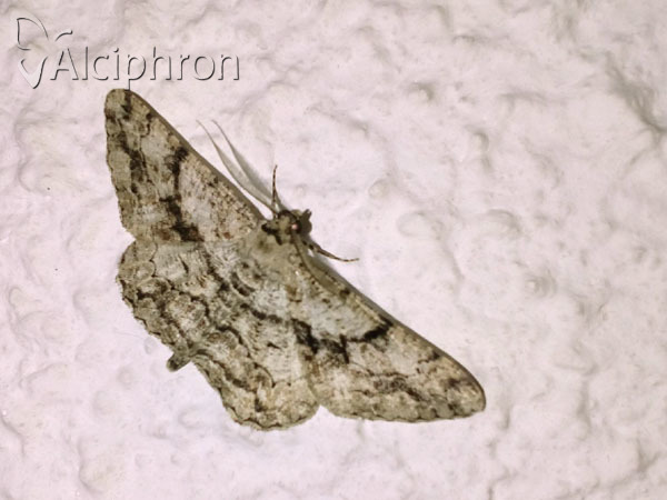 Peribatodes umbraria
