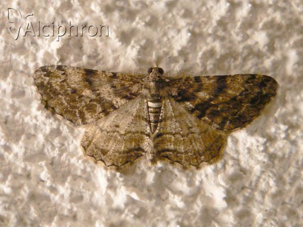 Peribatodes secundaria