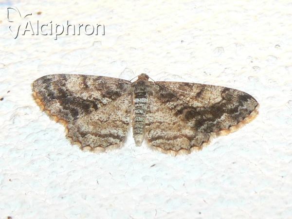 Peribatodes secundaria
