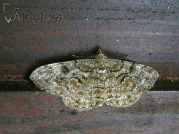 Peribatodes secundaria