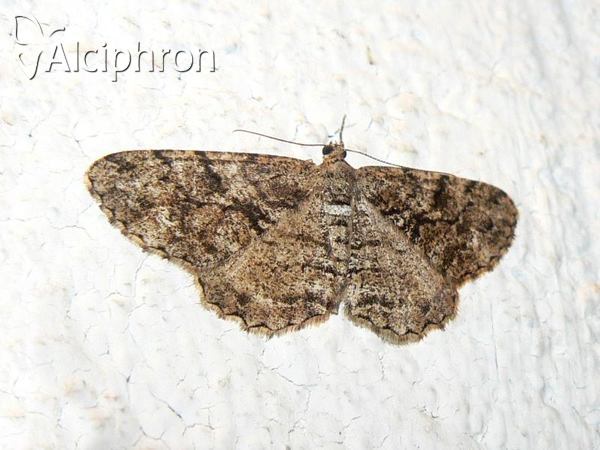 Peribatodes secundaria