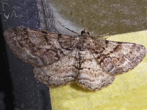 Peribatodes secundaria