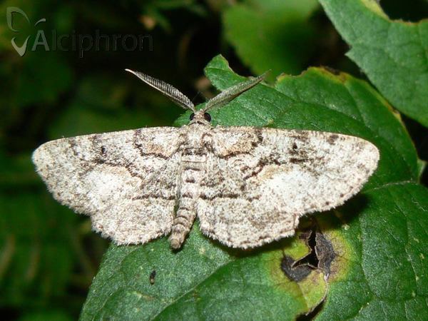 Paraboarmia viertlii