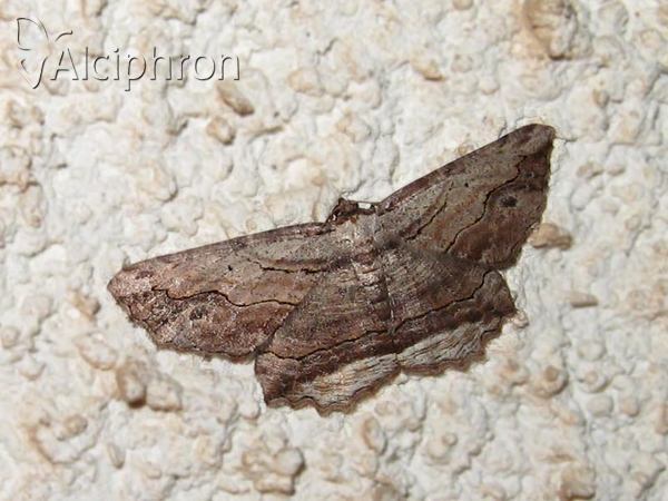 Menophra abruptaria