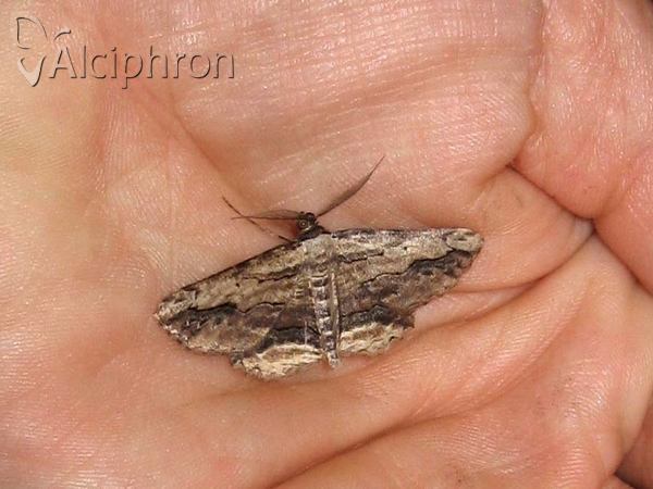 Menophra abruptaria