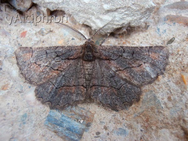 Nychiodes dalmatina