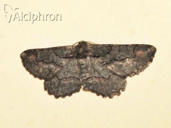 Nychiodes dalmatina