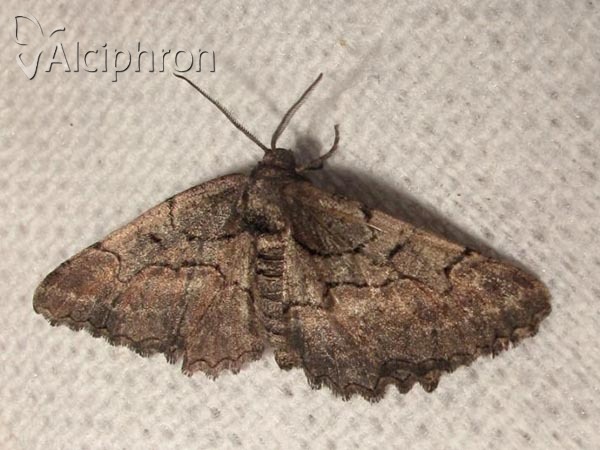 Nychiodes dalmatina