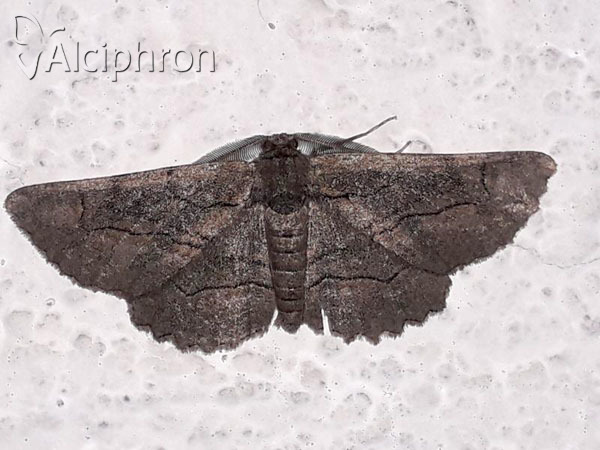 Nychiodes dalmatina