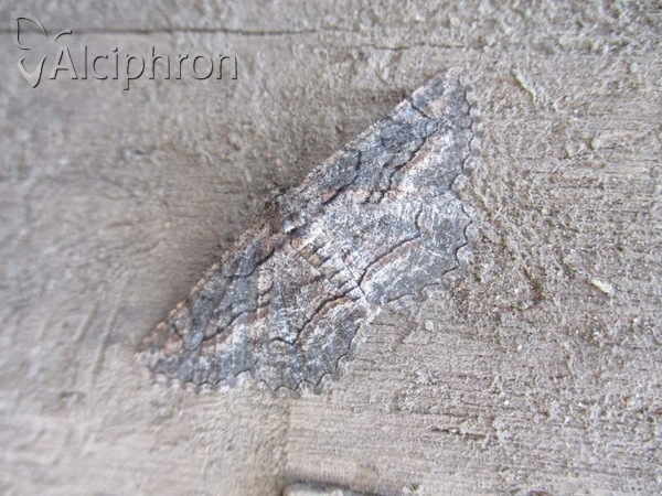 Nychiodes dalmatina