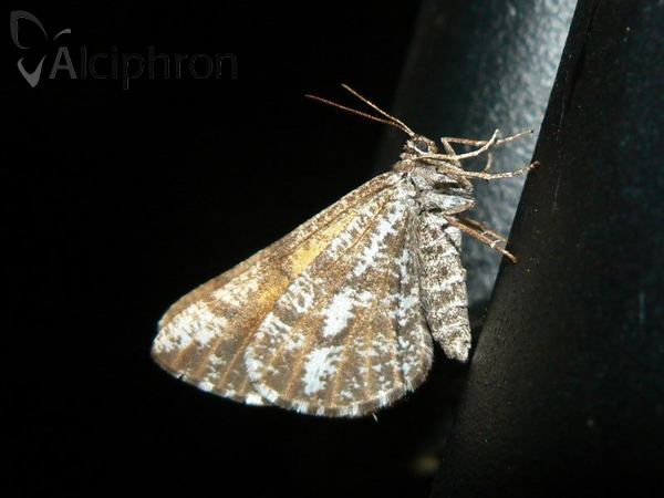 Bupalus piniaria