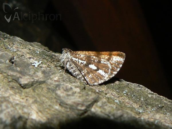 Bupalus piniaria